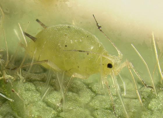 'Soybean aphid on a soybean leaf.' Image by Claudio Gratton, University of Wisconsin. (from https://commons.wikimedia.org/wiki/File:Soybeanaphid.jpg) The copyright holder of this file allows anyone to use it for any purpose, provided that the copyright holder is properly attributed. Redistribution, derivative work, commercial use, and all other use is permitted.